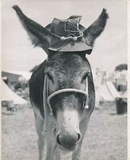ÂNE COIFFÉ c. 1950 -  Mule Mulet Baudet  Grand Format - CH 81