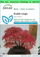 SAFLAX - Garden to go - Erable