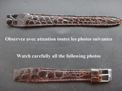 Crocodile veritable - mm,
