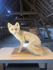 Renard naturalisé sur socle