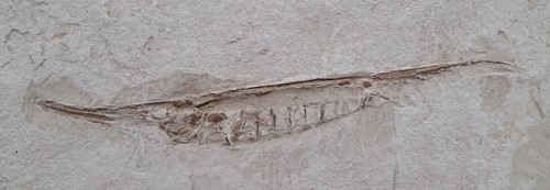 Fossile centricus heinrichi - fossile, de