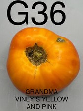 graine / seed tomate taille