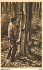 Carte Postale - 40 - Landes -