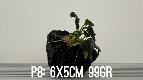 Plante aquarium anubias nana - aquarium,