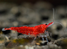 Lot de 20 Crevettes Red Cherry