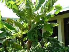 BANANIER DU JAPON RUSTIQUE