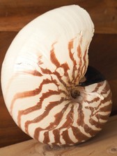 Coquillage Nautile Seashelle