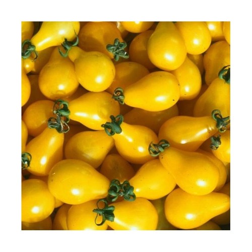 Graines tomate cerise - 50,