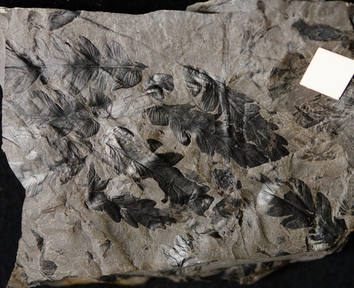 Plante fossile fougère