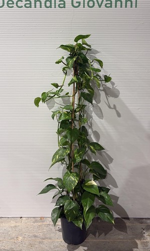 Plante photo pot - pot, 18