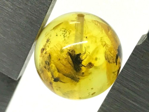 Ambre avec insecte perle - insecte,