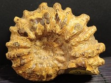 Douvilleiceras sp Albien