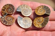3 lot ammonites Desmoceras latidorsatum albien de Mahajanga Madagascar