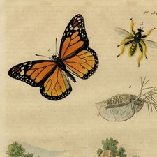 Papillon Danaïde Daphnie Dasypogon Dasyure - Gravure originale XIXe