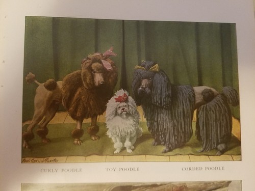 Louis fuertes poodles - a,