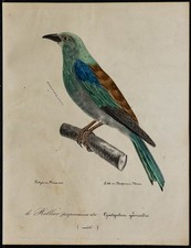 1830 - Rollier d’Europe -