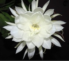 Epiphyllum oxypetalum cv