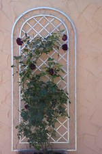 Grille grimpante près pergola