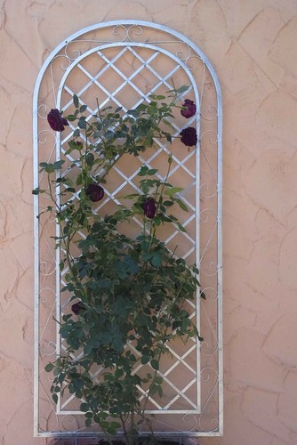 Grille grimpante près - , pergola