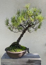 MEGA Bonsaï Pinus Thunbergii