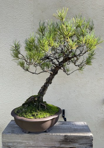 Mega bonsaï pinus - bonsaï,