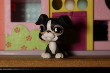 Petshop Chien Boxer #826 LPS