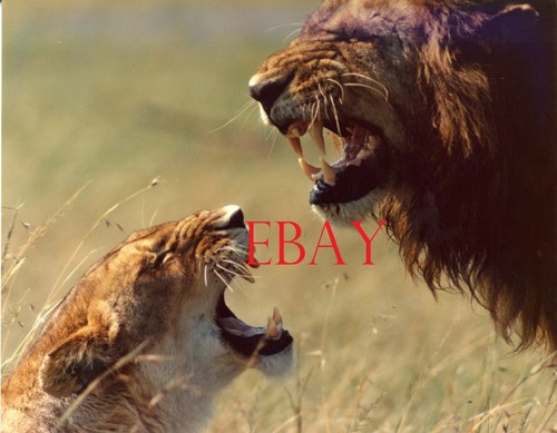 *Lion lionne griffe dent