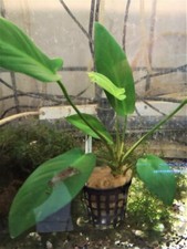 ANUBIA HASTIFOLIA PLANTE AQUATIQUE - PLANTE AQUARIUM