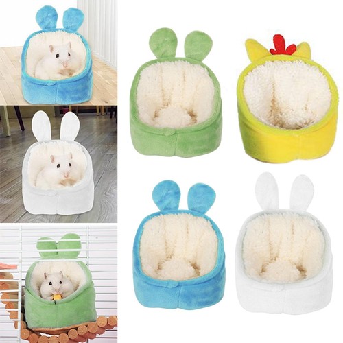 Petits animaux cochon inde - animaux, d'inde