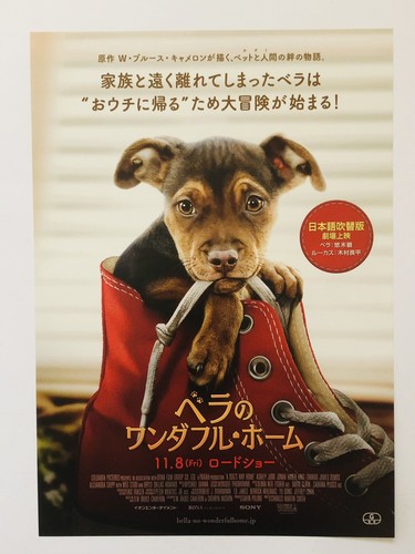 Dog voie domestique jonah - a,