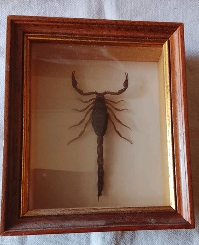 Scorpion naturalisé dans
