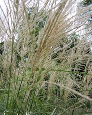 ♫ EULALIE Roseau de Chine 'China' - Miscanthus ♫ Graines ♫ Ornementale GRAMINEE