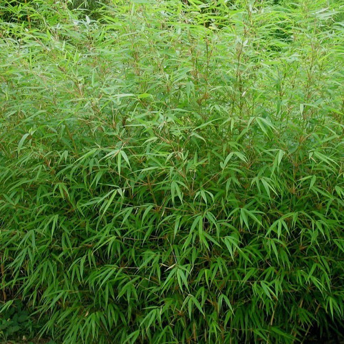 Fargesia rufa bambou - fargesia,