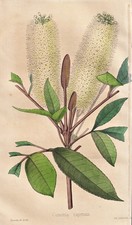 Cuillère À Beurre Arbre