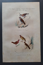 Gravure oiseau 19° rehaussé