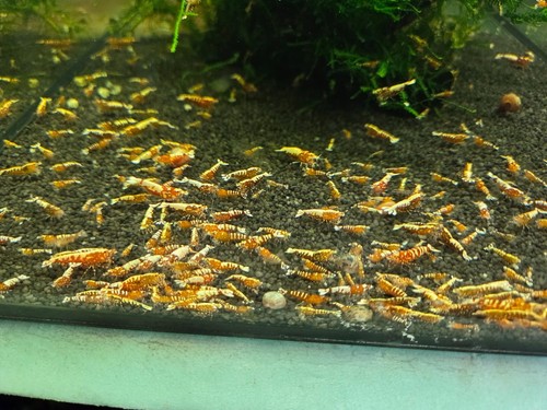 Lot crevettes galaxy red - de,