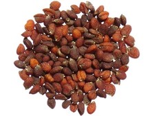 Cochléaire Bio - Cochlearia Officinalis - Spoonwort - SEM26