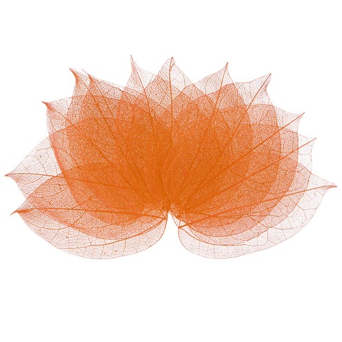 Feuilles squelette en - feuilles,