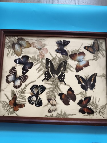 Papillons naturalisés sous