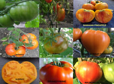 5 SACHETS DE 20 GRAINES DE