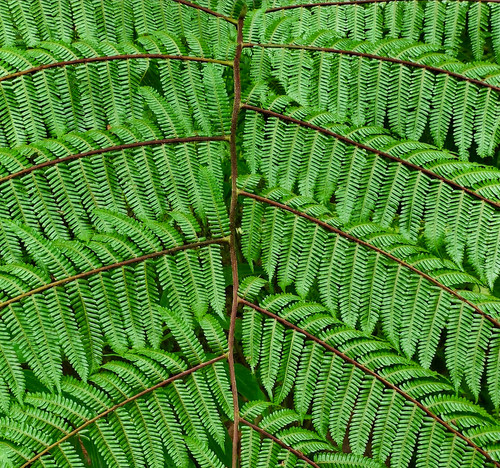 Cyathea spinulosa seeds tree - spinulosa,