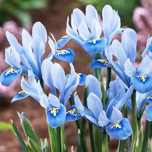 Bulbes iris réticulées - d'iris,