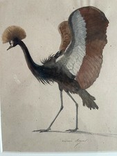 Rare grand dessin oiseaux XIXème siècle plume et aquarelle illustration cadre
