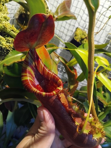 Nepenthes robcantleyi lowii - robcantleyi, x