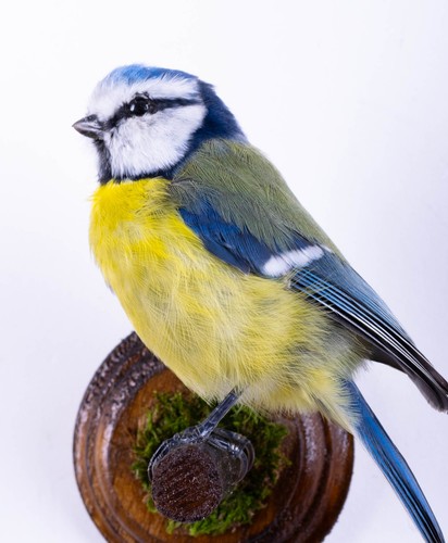 Taxidermy bird blue tit - taxidermy,