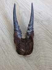 Cabinet De Curiosités - Massacre - Cornes Avec Poils 