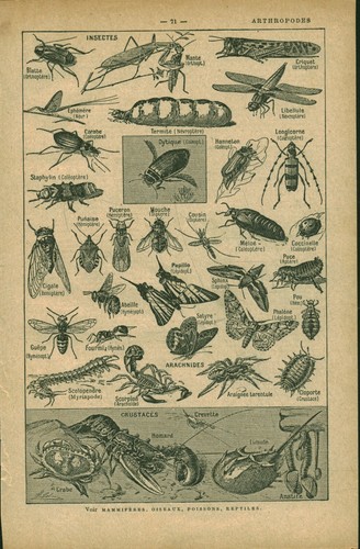 Document planche ancienne