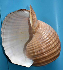 SEA SHELL - COQUILLAGES -TONNIDAE - TONNA ZONATA - 252mm
