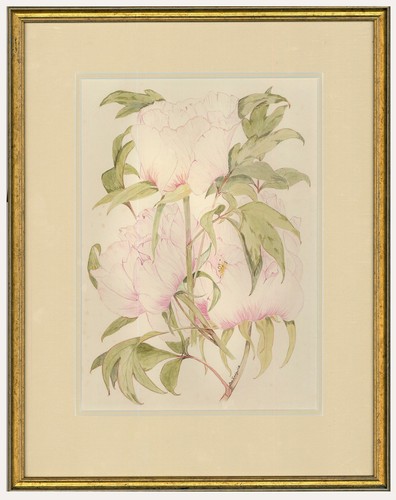 Ann sedgwick aquarelle du - -,