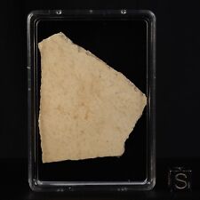 Coquille d'œuf Aepyornis